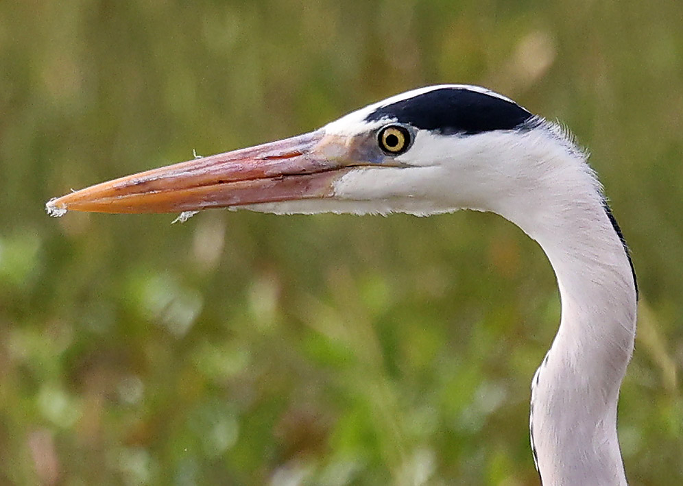 Grey Heron head